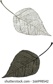 Dry leaves 