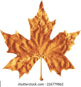 Dry Maple Leaf - Illustration