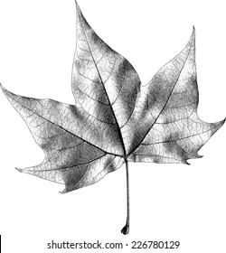 Dry Maple Leaf - Illustration