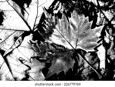 Dry Maple Leaves - Illustration
