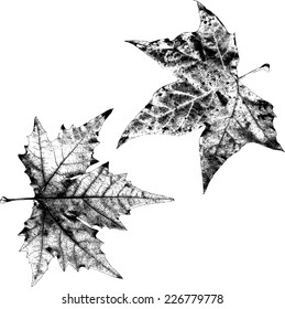 Dry Maple Leaves - Illustration