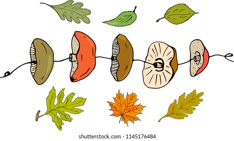 Dry mushrooms on a string and autumn leaves. Isolated objects. Vector