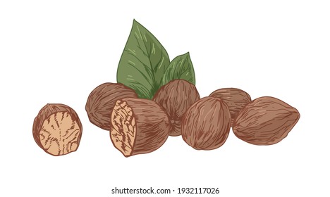 Nuez seca o nuez de encaje en cáscara con semillas y hojas. Especias aromáticas de invierno de estilo vintage. Ilustración vectorial coloreada a mano aislada en fondo blanco