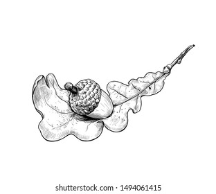 
Dry oak leaf and acorn. Ink realistic drawing on a white background.  Symbol of autumn.Vector illustration.