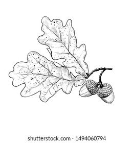 Dry oak leaf and acorns. Ink realistic drawing on a white background.  Symbol of autumn.Vector illustration.