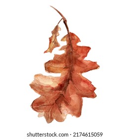 Pieza de roble seca elemento imitación acuarela. Plantilla para decorar diseños e ilustraciones.