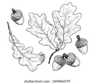 
Dry oak leaves and acorns. Ink realistic drawing on a white background. Autumn collection. Vector illustration. 