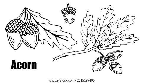 Dry oak leaves and acorns. Ink realistic drawing on a white background. Autumn collection. Vector illustration.