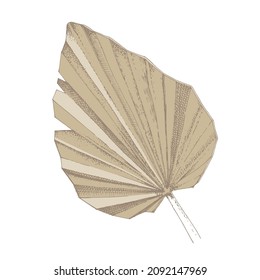 Dry palm leaf isolated on white background