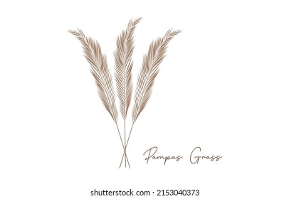 Dry pampas grass, autumn design elements. vector illustration of pampas grass. Cream branch of dry grass. Panicle of Cortaderia selloana South America, flower head of plumestep feathers. wedding card.