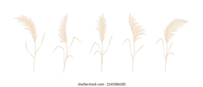 Dry pampas grass collection. Set of cortaderia in boho style. Vector dried flowers isolated on white background. Trendy element design for wedding invitations, postcards, home interior.