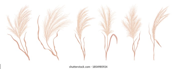 Dry pampas grass vector set. Watercolor field autumn design elements. Boho fall illustration of dried plant for decoration, frame, backdrop, fabric print, retro textile, wallpaper, wedding card