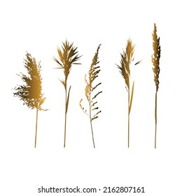 Dry pampas grass vector set. Watercolor field autumn design elements. Boho fall illustration of dried plant for decoration, frame, backdrop, fabric print, retro textile, wallpaper, wedding card