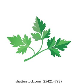Folhas de salsa seca isoladas vetor plano ilustração em fundo branco