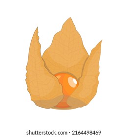 Dry physalis berry, flat style vector illustration isolated on white background