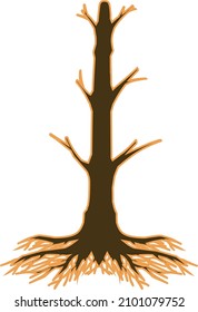 dry pine tree label with roots
