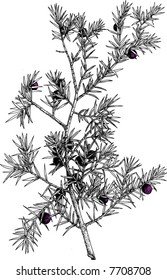 dry plant