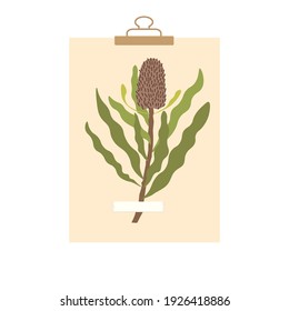 Planta seca de protea en papel con clip. Página de artesanía de Botany para el estudiante. El diseño de flores exóticas australianas y africanas en tonos beige. Ilustración de herbario sobre fondo blanco