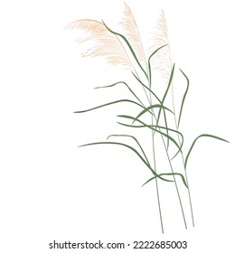 Dry reeds. The swampy kapush swings in the wind. dried flower. Abstract dry grass flowers, herbs. Vector stock illustration isolated on a white background.