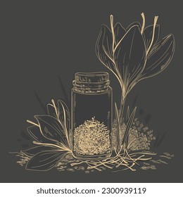 Dry saffron stamens in a glass jar with saffron flower. Hand-painted saffron flowers and saffron dry. Vector sketches. Suitable for packaging design.