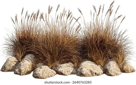 Dry savanna grass, isolated meadow, transparent background, shrubs, rocks, barren land, wilderness, natural field, plants, desert landscape, wild terrain, nature, open field