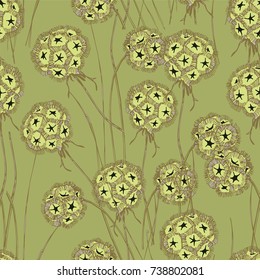 dry Scabiosa