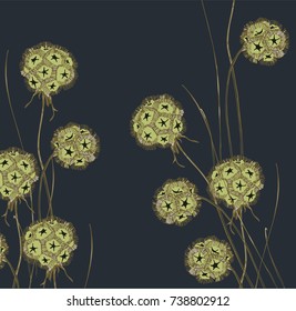 dry Scabiosa