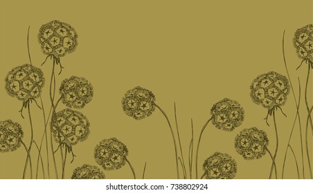 dry Scabiosa