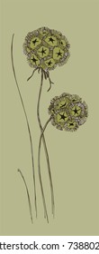 dry Scabiosa