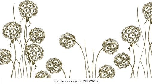 dry Scabiosa
