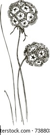dry Scabiosa