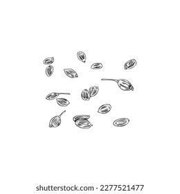 Dry seeds of dill plant outline black and white, sketch hand drawn vector illustration isolated on white background. Dill herb seeds or grains for food condiment.