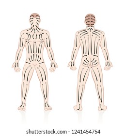 Dry skin brushing with direction of brush strokes. Health and beauty treatment for skincare and massage, and to stimulate the blood circulation. Illustration of a nude male body, front and back view.
