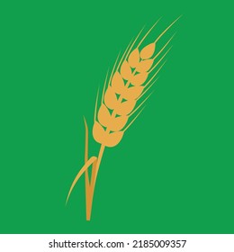 Dry spikelet of rye, illustration, vector