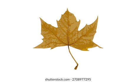 Trockenes Sycamorenblatt mit Herbstfarben