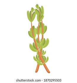 Dry thyme icon. Cartoon of dry thyme vector icon for web design isolated on white background