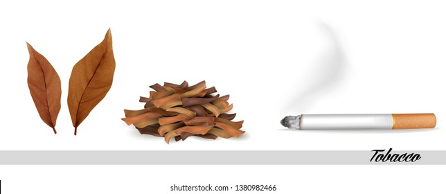 Dry tobacco leaves with cigarette. Vector