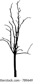 Dry tree died dead isolated on white background