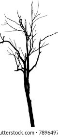 Dry tree died dead isolated on white background