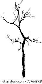 Dry tree died dead isolated on white background