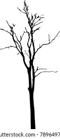 Dry tree died dead isolated on white background