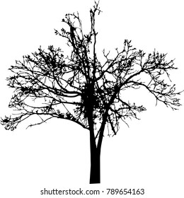 Dry tree died dead isolated on white background