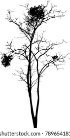 Dry tree died dead isolated on white background
