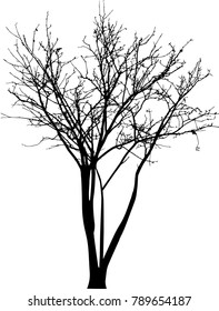 Dry tree died dead isolated on white background