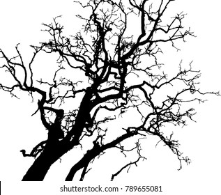 Dry tree died dead isolated on white background