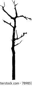 Dry tree died dead isolated on white background