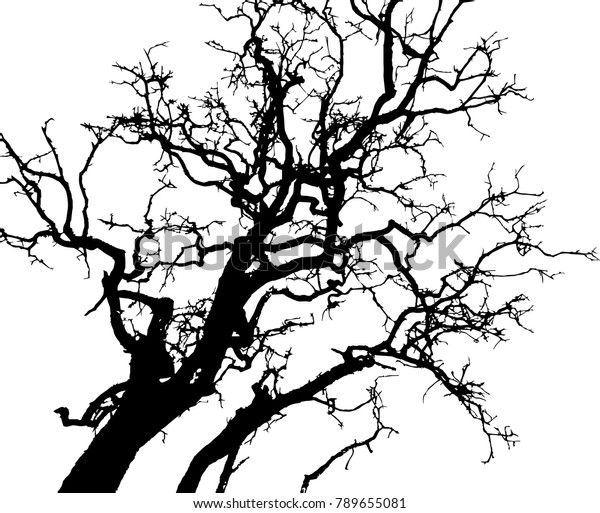 Dry Tree Died Dead Isolated On Stock Vector (Royalty Free) 789655081 ...