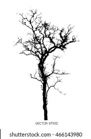 Dry tree isolated on white