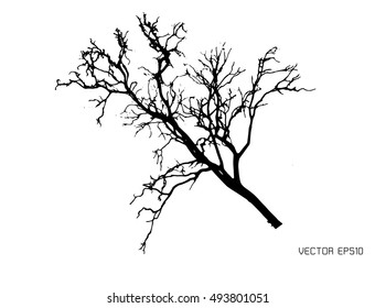 Dry tree isolated on white