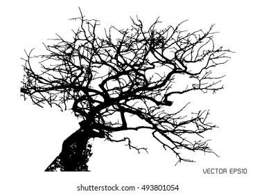 Dry tree isolated on white